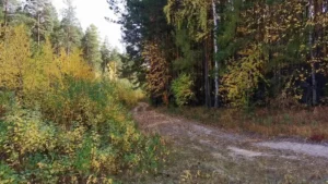 Окрестностям Малышевского городского округа